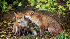 Nature Animals foxes