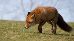 Nature Animals foxes