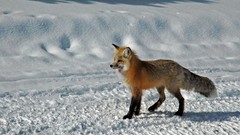 Nature Animals foxes