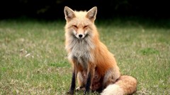 Nature Animals foxes