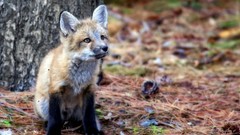 Nature Animals foxes