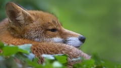 Nature Animals foxes