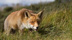 Nature Animals foxes