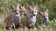Nature Animals foxes