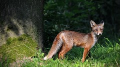 Nature Animals foxes