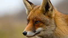 Nature Animals foxes