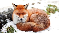 Nature Animals foxes