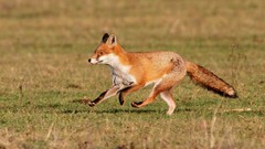 Nature Animals foxes