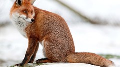 Nature Animals foxes