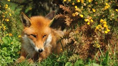 Nature Animals foxes