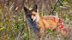 Nature Animals foxes