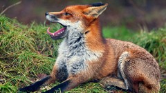 Nature Animals foxes