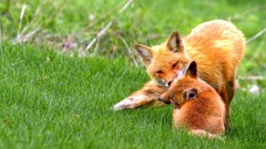 Nature Animals foxes baby animals