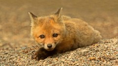 Nature Animals foxes baby animals