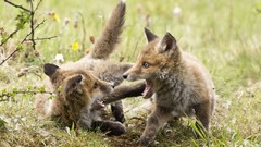 Nature Animals foxes baby animals