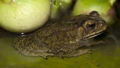 Nature Animals Frogs