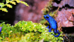 Nature Animals Frogs amphibians