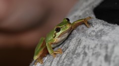 Nature Animals Frogs amphibians