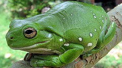 Nature Animals Frogs amphibians