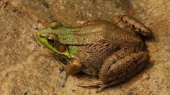 Nature Animals Frogs amphibians
