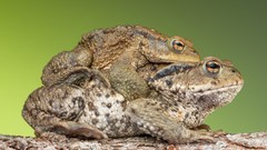 Nature Animals Frogs amphibians