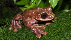 Nature Animals Frogs amphibians