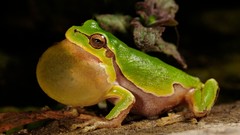 Nature Animals Frogs amphibians