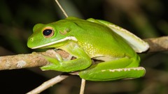 Nature Animals Frogs amphibians