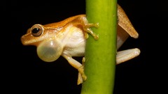 Nature Animals Frogs amphibians