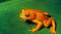 Nature Animals Frogs amphibians