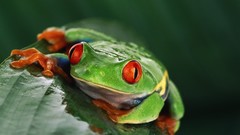 Nature Animals Frogs amphibians Red-Eyed Tree Frog