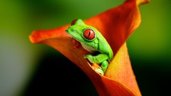 Nature Animals Frogs Red-Eyed Tree Frog