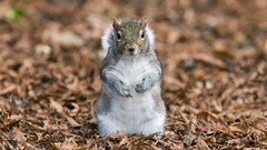 Nature Animals funny squirrels