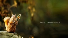 Nature Animals funny squirrels