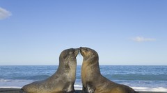 Nature Animals fur Seals south georgia