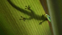 Nature Animals geckos