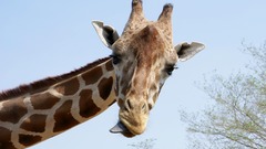 Nature Animals Giraffes