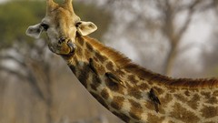 Nature Animals Giraffes
