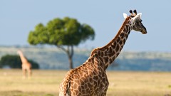 Nature Animals Giraffes