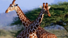 Nature Animals Giraffes