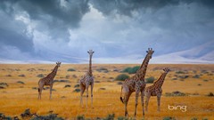 Nature Animals Giraffes