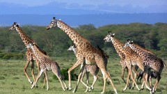Nature Animals Giraffes
