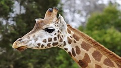 Nature Animals Giraffes
