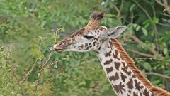 Nature Animals Giraffes