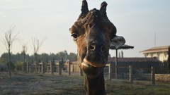 Nature Animals Giraffes