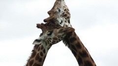 Nature Animals Giraffes affection