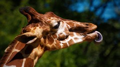 Nature Animals Giraffes animal world