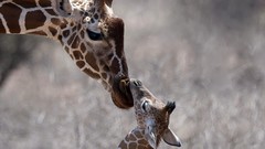 Nature Animals Giraffes baby animals