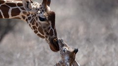Nature Animals Giraffes baby animals