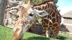 Nature Animals Giraffes wildlife